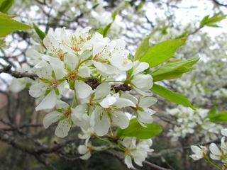 IMG_0949.JPG