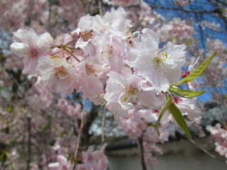 IMG_5801.JPG